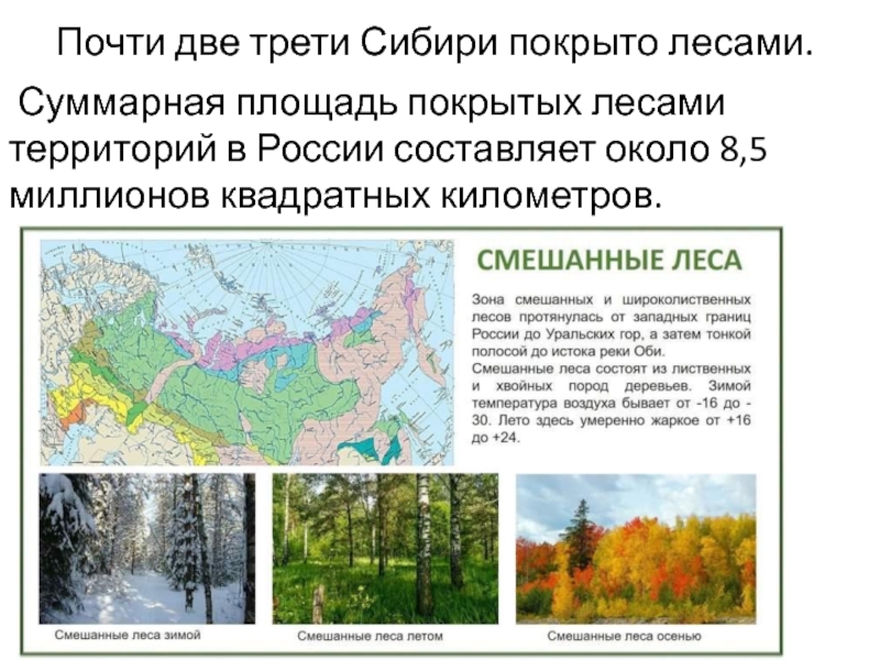 Почему россия лесная держава. Смешанные и широколиственные леса на карте России.