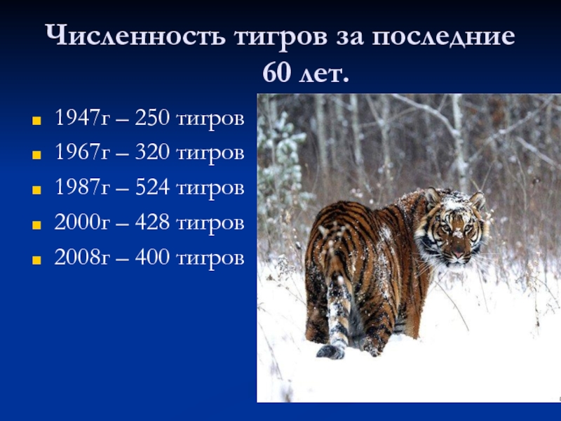 Численность тигров за последние 60 лет.1947г – 250 тигров1967г – 320 тигров1987г – 524 тигров2000г – 428
