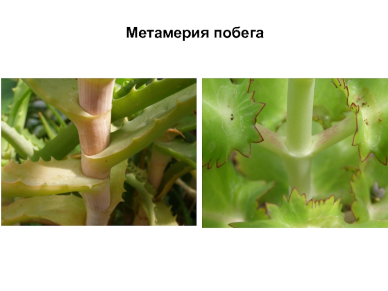 Метамерия. Метамер побега. Метамерия у растений. Метамерия стебля. Побеговые системы.