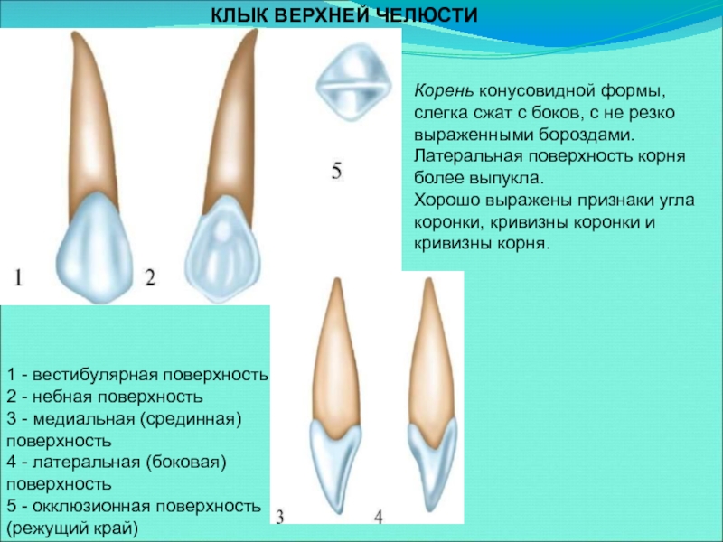 Боковой резец верхней челюсти фото