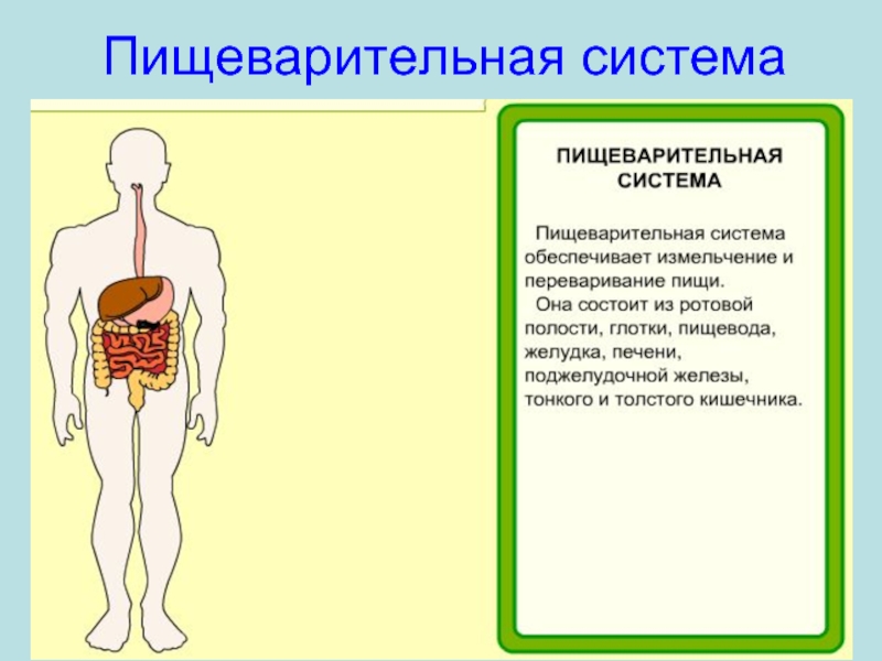 Презентация 3 класс окружающий мир организм человека. Организм человека. Все системы человека окружающий мир. Как сделать проект система органов человека окружающий мир. Тело человека с внутренними органами учи ру.