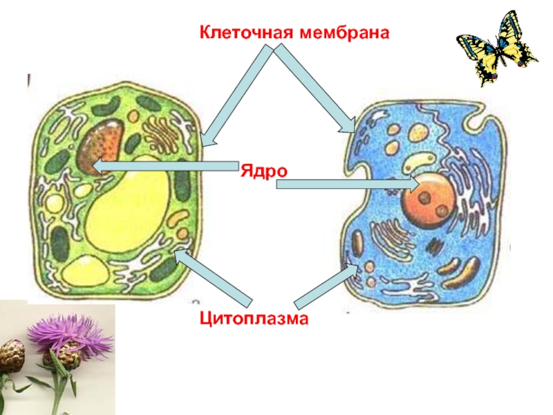 Клетка без цитоплазмы. Клетка ядро цитоплазма мембрана. Мембрана цитоплазма ядро. Строение клетки ядро цитоплазма мембрана. Строение клетки ядро цитоплазма оболочка.