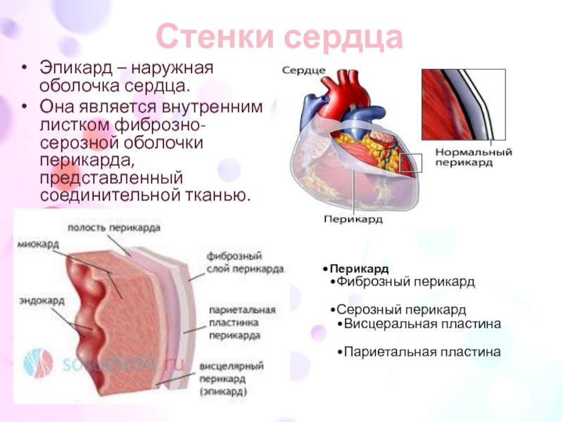 Наружная серозная оболочка сердца