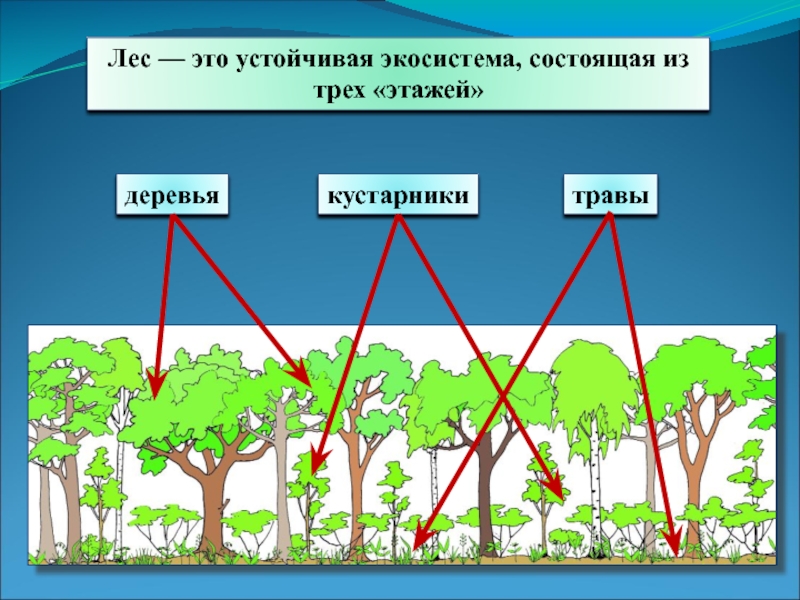 Лесная экосистема презентация