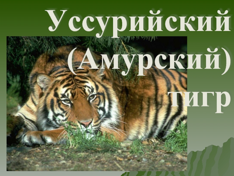 Уссурийский (Амурский) тигр