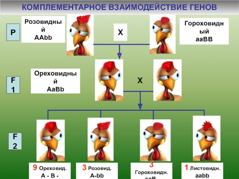 Гена х. Комплементарное действие генов аабб аабб.