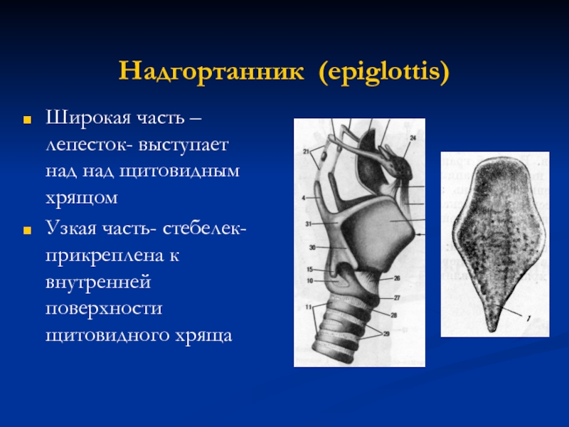 Надгортанник щитовидный хрящ