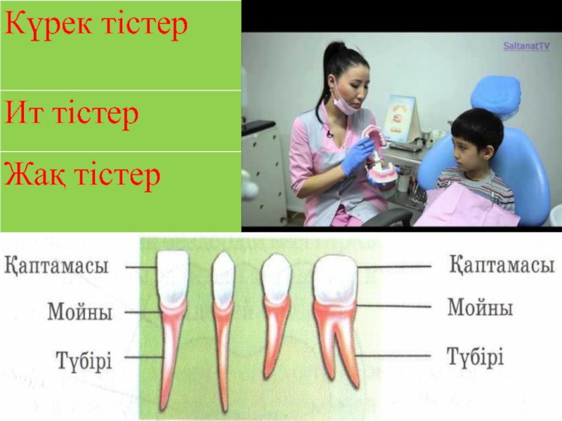 Тіс пастасы презентация