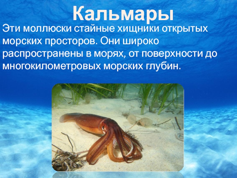 Обитание головоногих. Кальмар информация. Интересные факты о кальмарах. Кальмар презентация. Ракообразные моллюски.