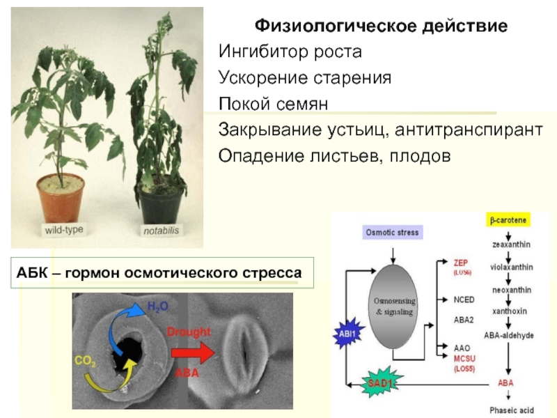 Влияние биологически активной воды на рост растений проект