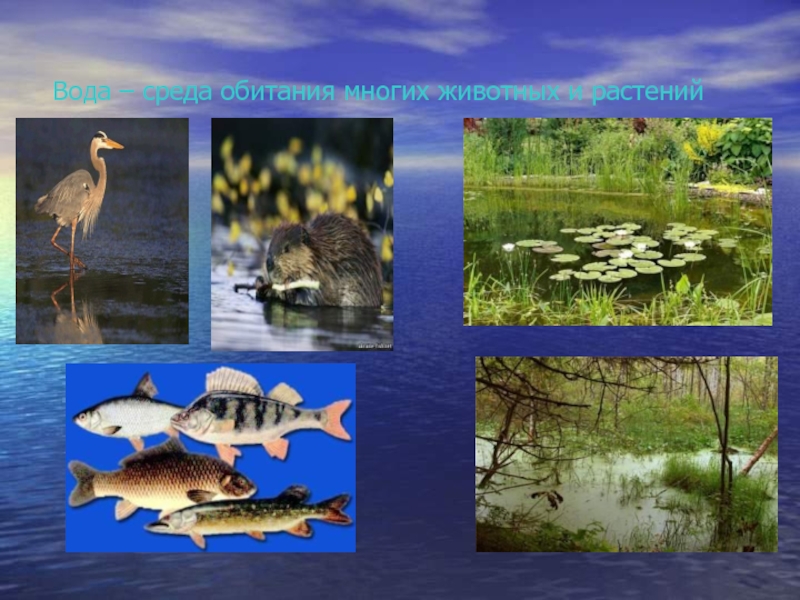 Среда обитания зверей. Водная среда животные и растения. Среда обитания животных и растений. Обитатели водной среды растения. Животные водной среды обитания.