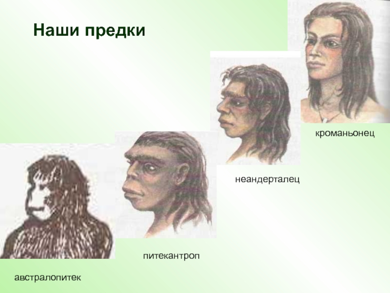 Неандерталец и кроманьонец сравнение фото