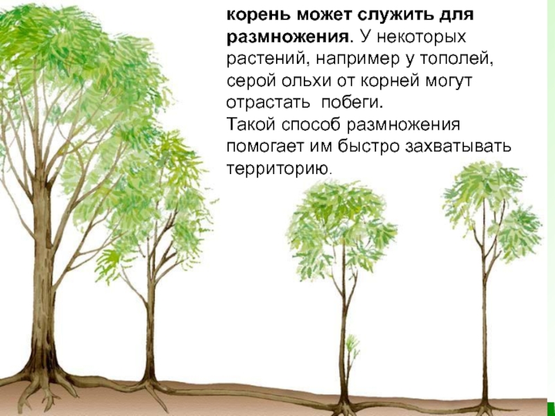 корень может служить для размножения. У некоторых растений, например у тополей,  серой ольхи от корней могут отрастать  побеги. Такой