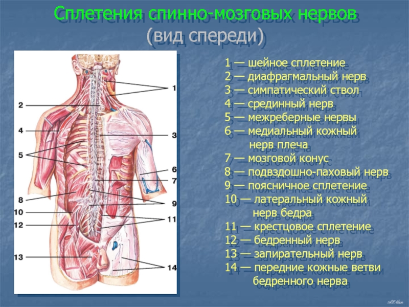 Нервные сплетения человека схема расположения