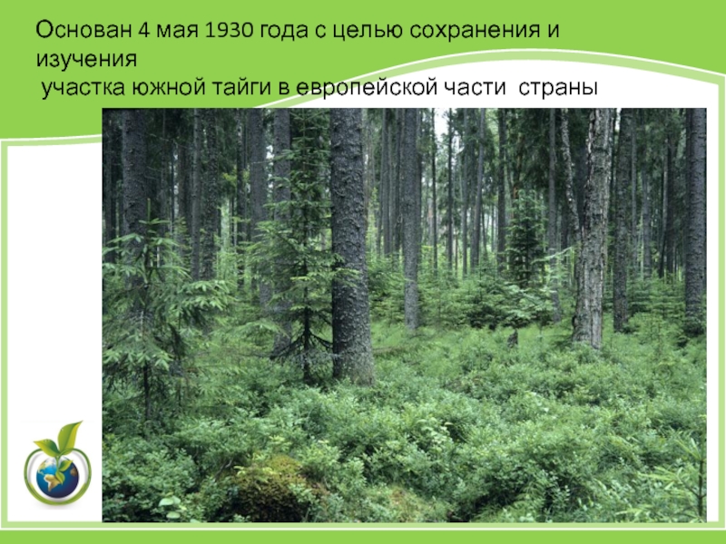 Природная зона лесов заповедники. Центрально-Лесной биосферный заповедник в России. Центрально-Лесной заповедник Ельники. Леса Центрально лесного биосферного заповедника. Центральный Лесной заповедник реликтовые Ельники.