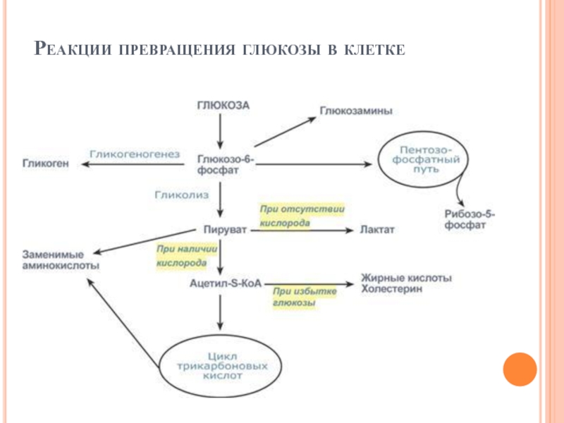 Превращение глюкозы в молочную кислоту