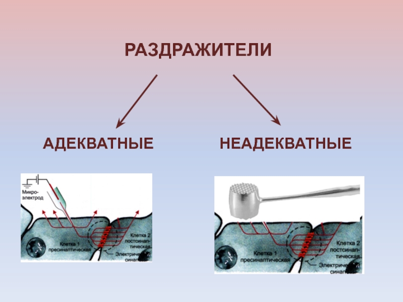 Раздражитель это. Адекватный раздражитель это в физиологии. Адекватные и неадекватные раздражители в физиологии. Адекватные раздражители примеры. Неадекватные раздражители примеры.