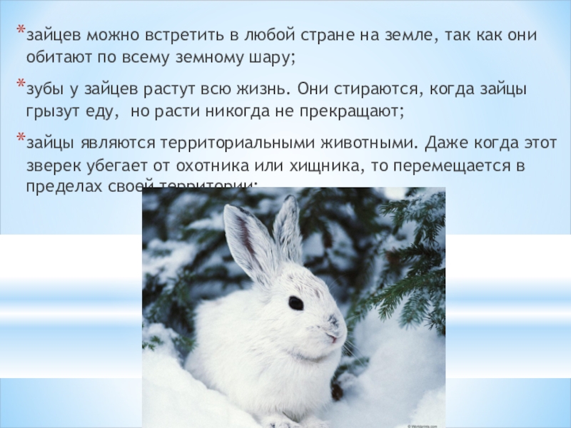 Как говорят зайчики. Скидка зайца. Зайцам можно. Почему заяц гложет осину зимой. Когда год зайца.