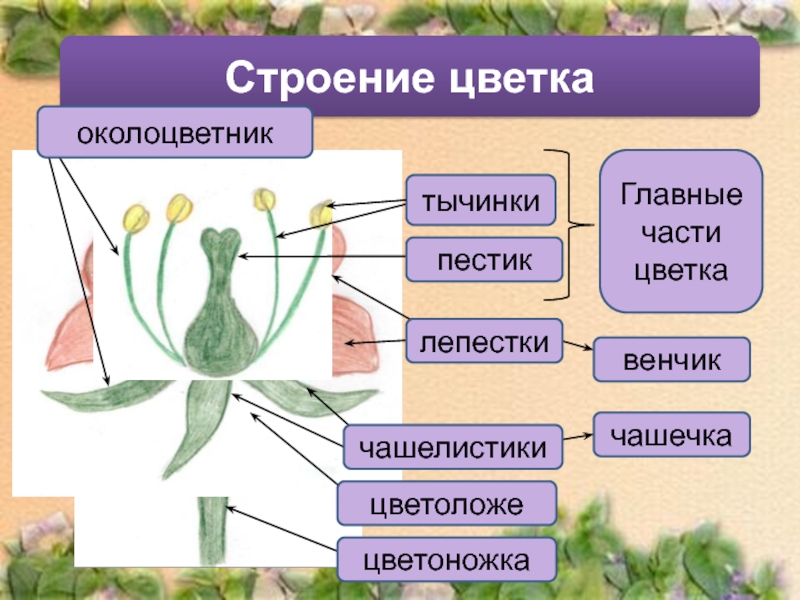 Организм единое целое 6 класс биология презентация пасечник