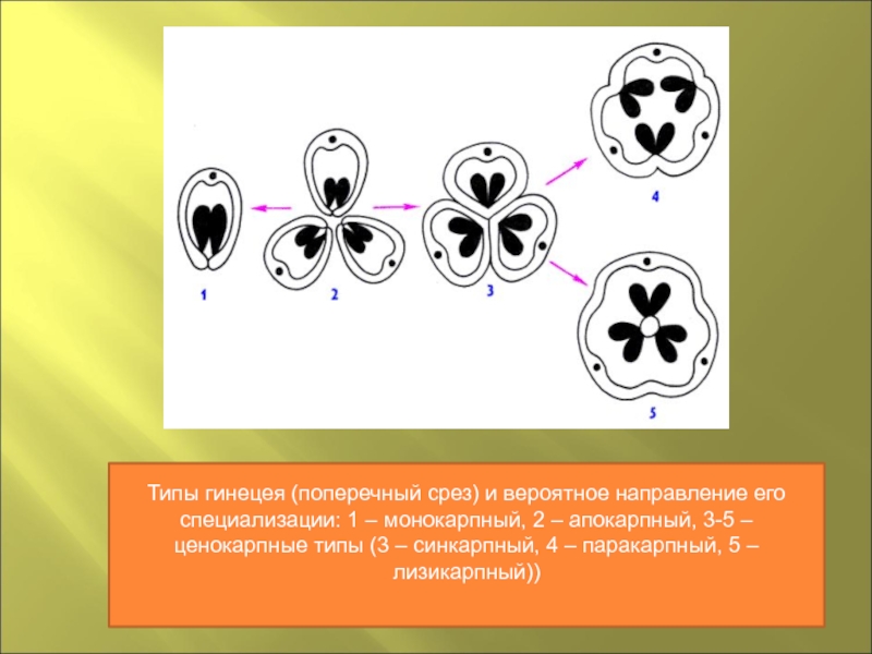 Апокарпный гинецей рисунок