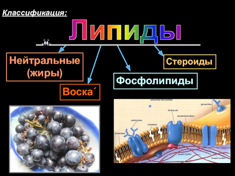 Липиды химия презентация