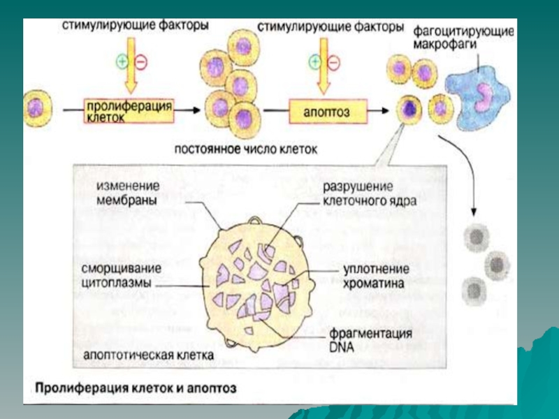 Апоптоз презентация иммунология