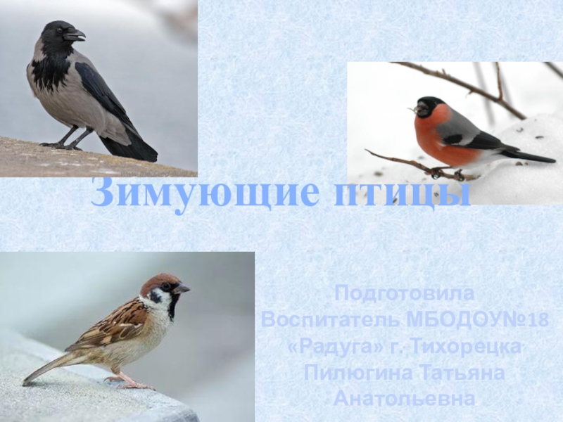 О зимующих птицах