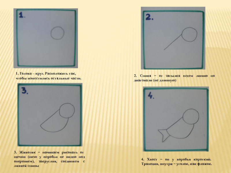 План конспект по рисованию. Схема рисования воробья в старшей группе. Рисование воробья в средней группе поэтапно красками. Этапы рисования воробья в средней группе. Схема рисования воробья в средней группе.
