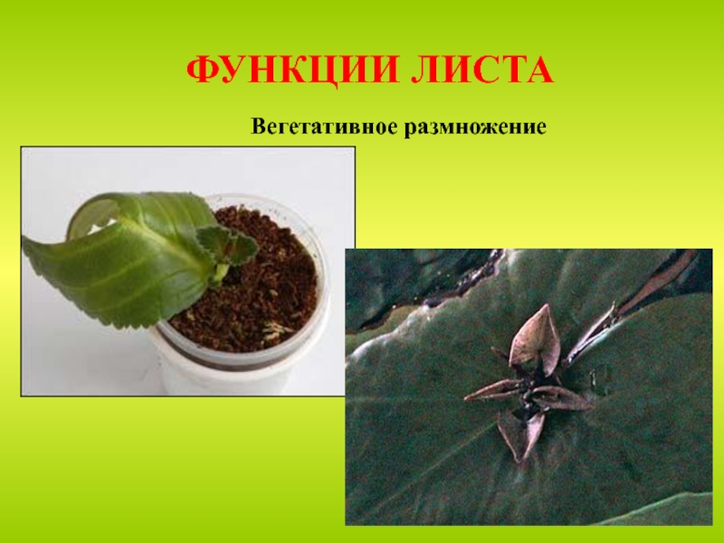 Лист это вегетативный. Функция вегетативного размножения листа. Функции листа. Вегетативная функция листа. Функции листьев функции листьев.