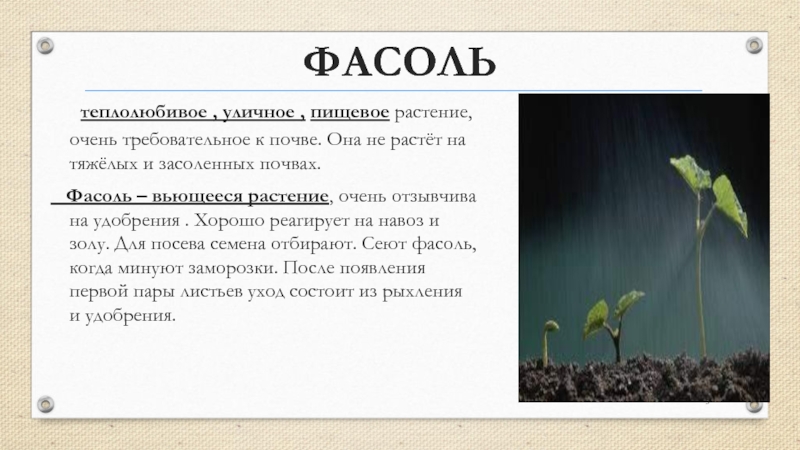 Горох вывод. Вывод фасоли. Проект фасоль. Вывод прорастания семян фасоли.