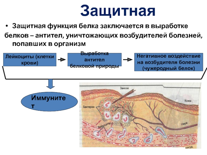 Защитная функция. Белки защитная функция. Защитная функция белков состоит в. В чём заключается защитная функция белков. Защитный белок крови.