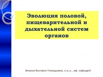 Эволюция половой, пищеварительной и дыхательной систем органов