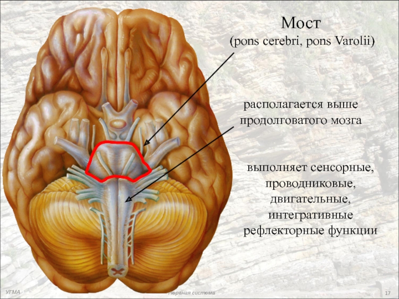 Варолиева моста головного мозга. Головной мозг варолиев мост. Продолговатый мозг и варолиев мост. Варолиев мост анатомия. Pons анатомия мозга.