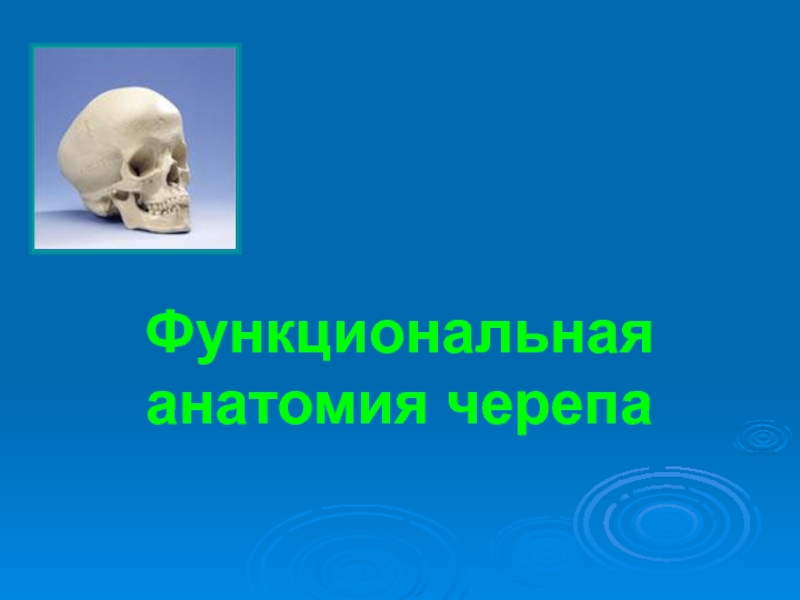 Функциональная анатомия черепа
