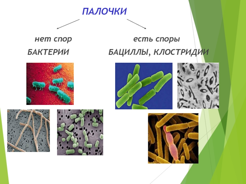 Морфология бактерий презентация