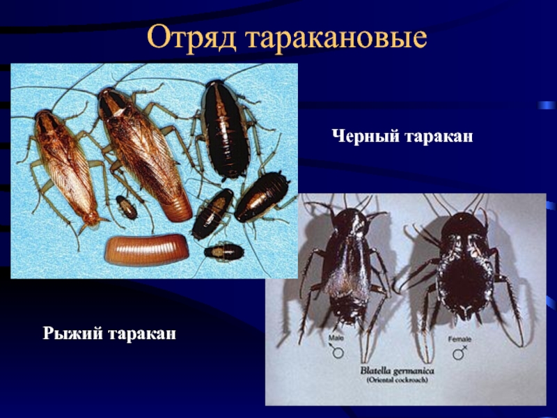 Почему тараканы черные и рыжие