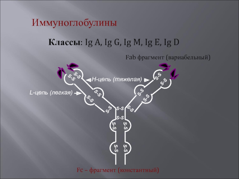 Цепочка h2s. Fab ФРАГМЕНТЫ иммуноглобулина м. Fab фрагмент иммуноглобулина. FC фрагмент иммуноглобулина. Фаб фрагмент иммуноглобулина.