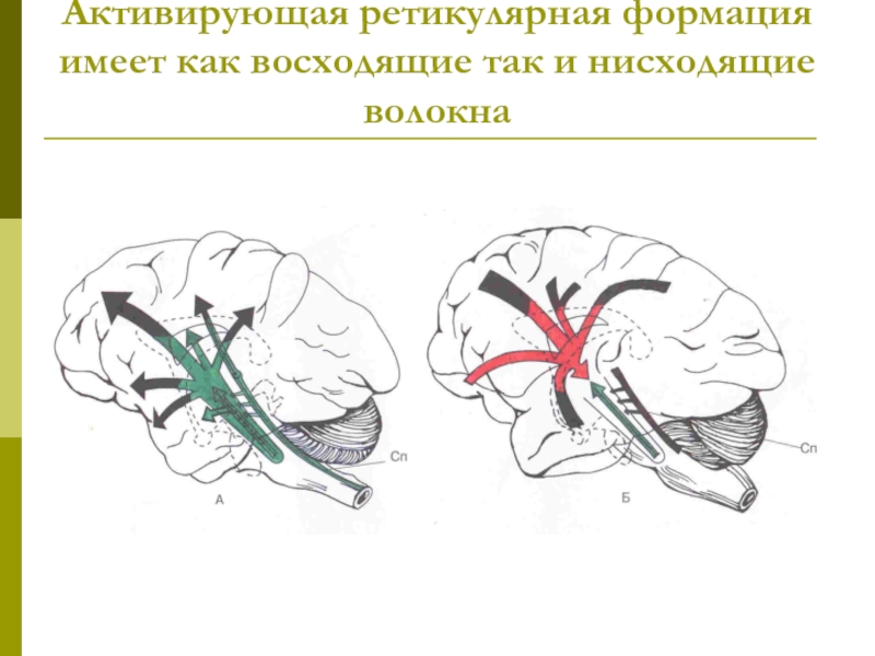 Ретикулярная формация моста. Морфо-функциональные блоки мозга. Система рас в мозге. Функциональные блоки мозга нейропсихология. Третий функциональный блок мозга.