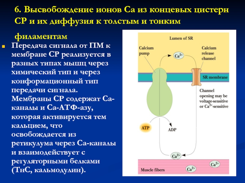 Биохимия мышц презентация