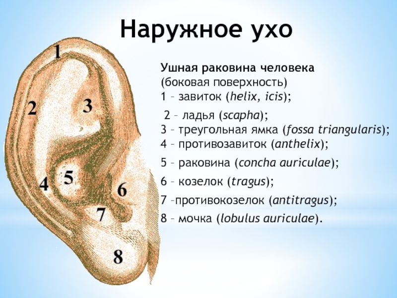 Где уха. Противокозелок ушной раковины. Ушная раковина анатомия строение. Строение уха человека козелок.