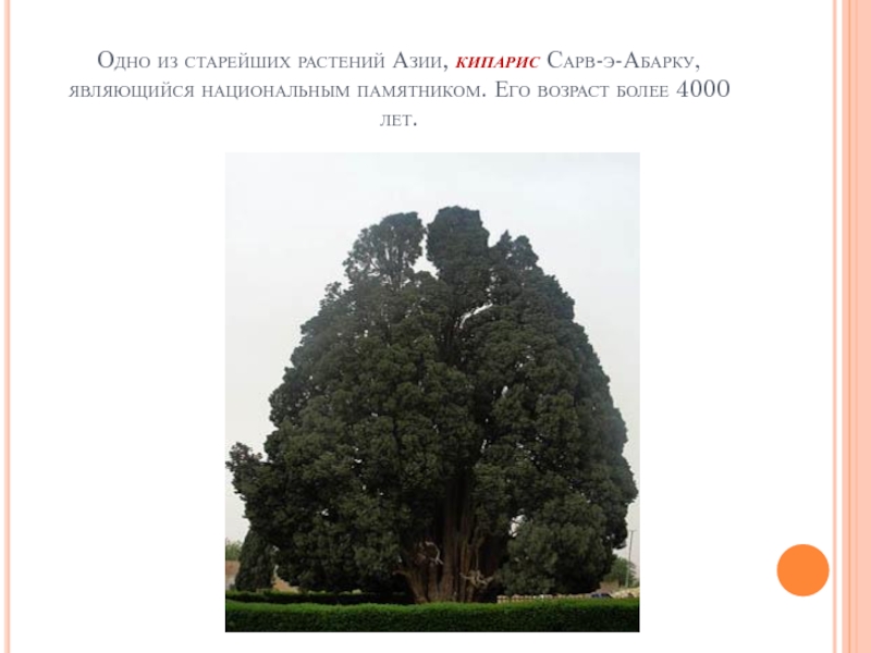 Одно из старейших растений Азии, кипарис Сарв-э-Абарку, являющийся национальным памятником. Его возраст более 4000 лет.