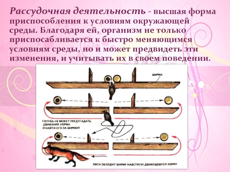 Презентация по биологии 8 класс врожденные и приобретенные программы поведения