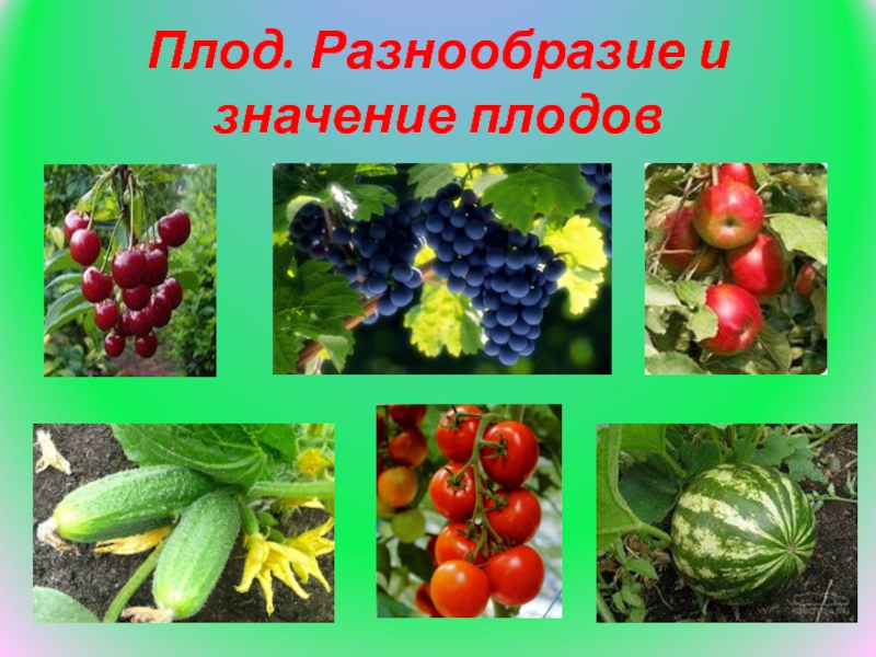 Какое значение плодов. Разнообразие плодов в природе. Многообразие плодов растений. Разнообразие цветов и плодов. Плоды растений проект.