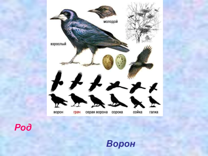 Близкие виды объединяются в один род например ворона ворон галка схема информатика