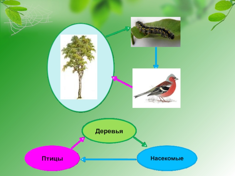 Невидимые нити весной в лесу схемы примеры