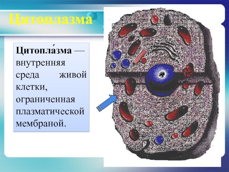 Живая среда. Внутренняя среда цитоплазмы. Плазматическая мембрана цитоплазма. Плазматическая мембрана внутренняя среда клетки. Ограничены от цитоплазмы одной мембраной.