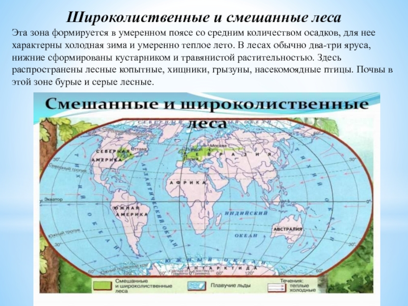 Положение лесов. Расположение зоны широколиственных лесов. Географическое положение лиственных лесов. Зона смешанных и широколиственных лесов на карте. Широколиственные леса географическое положение.