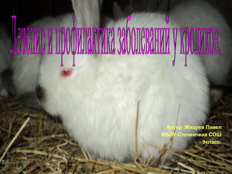 Лечение и профилактика заболеваний у кроликов.