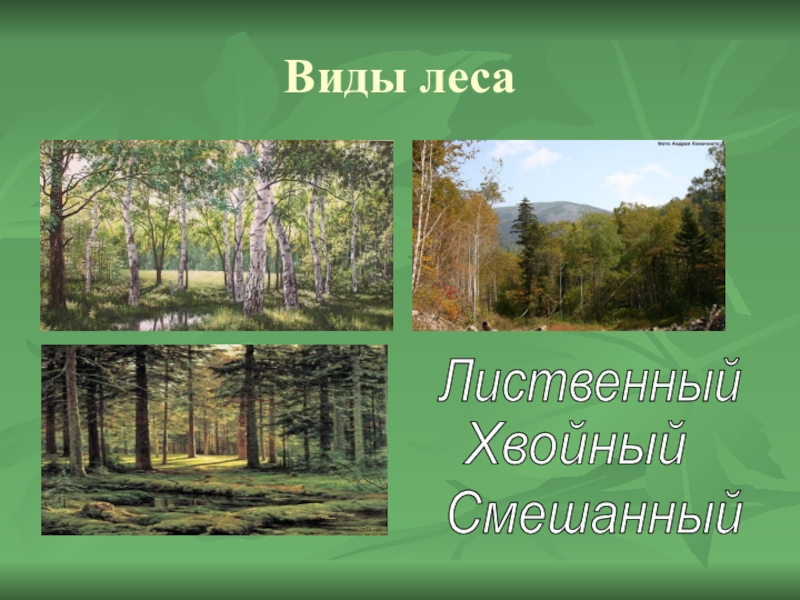 Леса и луга нашей родины презентация