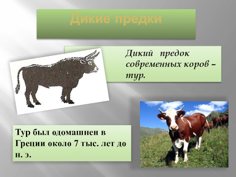 Дикий  предок современных коров – тур.Дикие предкиТур был одомашнен в Греции около 7 тыс. лет до